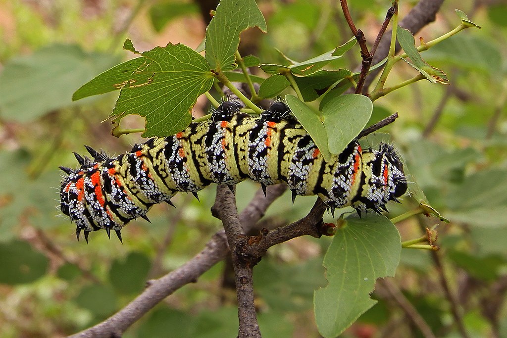 Fried Caterpillars (South Africa) 