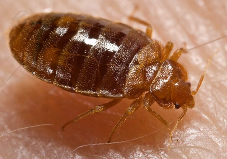getaitrends - 15 home remedies to get rid of Bed Bugs Photo Credit: Piotr Naskrecki