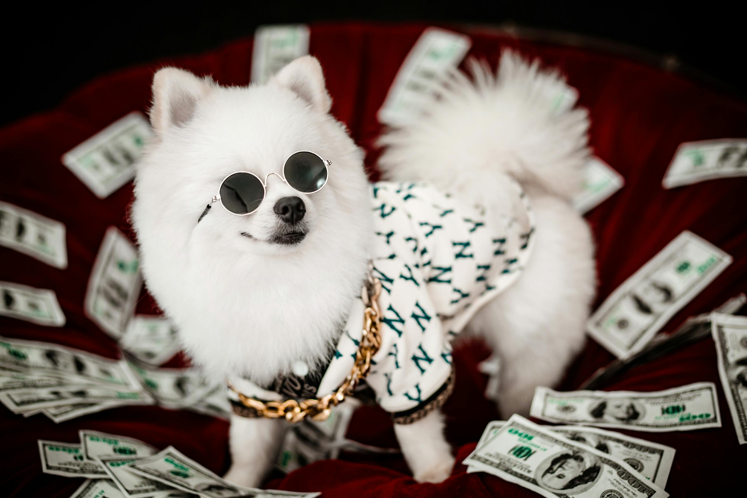 Pet Insurance Reimbursement - Getaitrends
