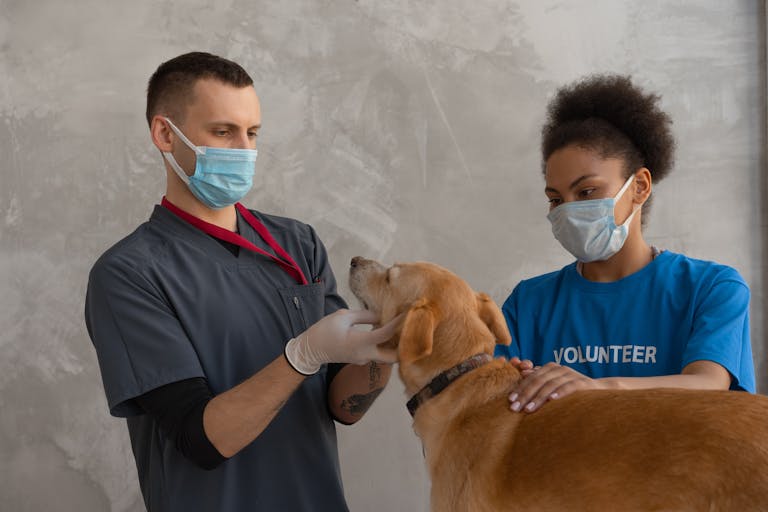 Should I Get Pet Insurance in 2025? - Getaitrends