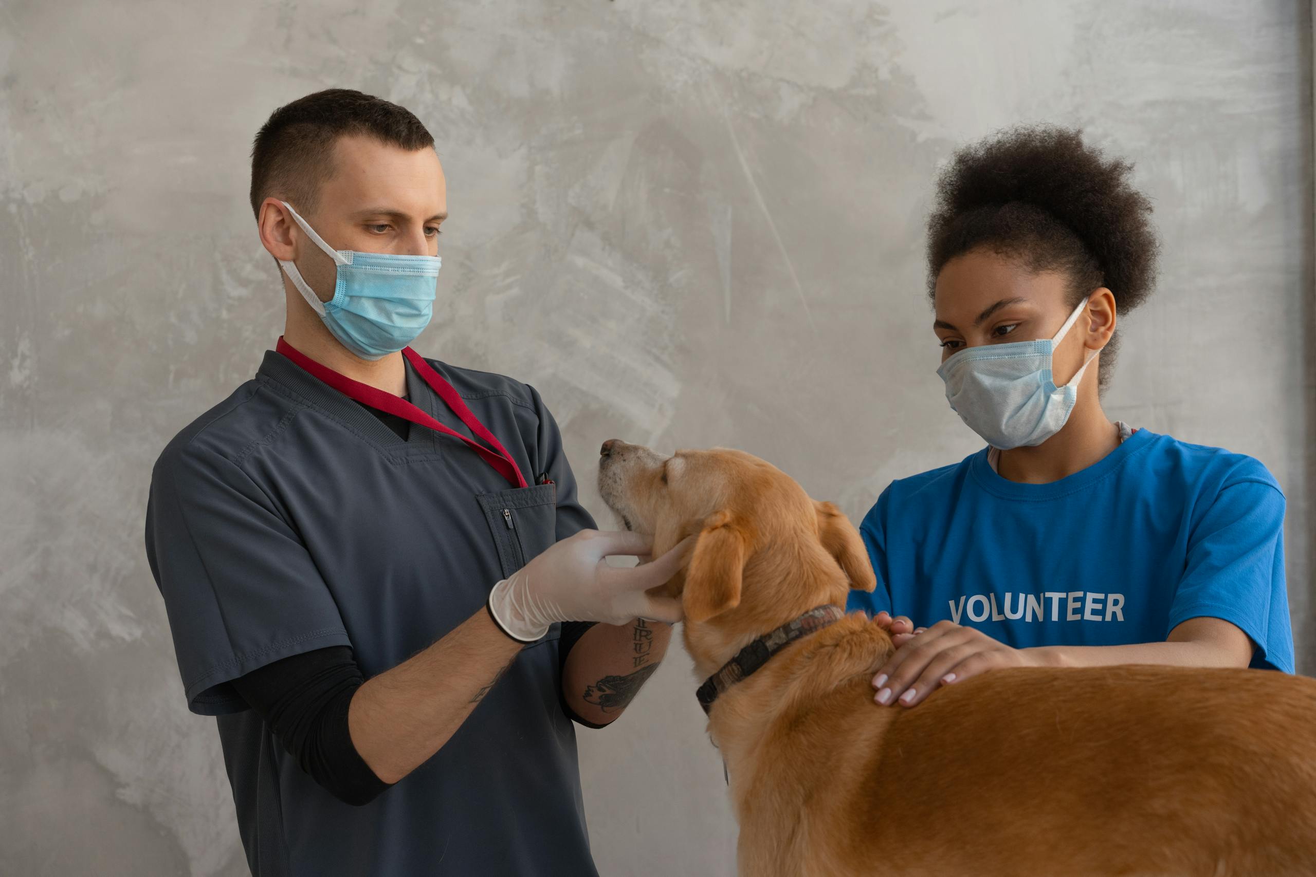 Should I Get Pet Insurance in 2025? - Getaitrends